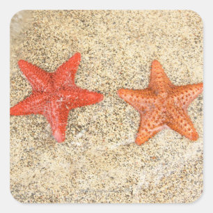 Seestern am Strand, am Meeresufer Quadratischer Aufkleber