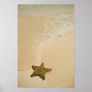 Seestern auf sandigem Strand, Gibbs Cay Land Poster