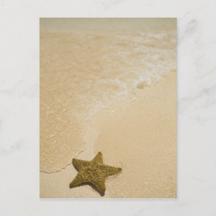 Seestern auf sandigem Strand, Gibbs Cay Land Postkarte