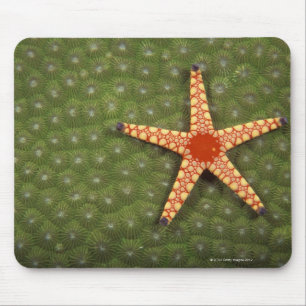 Seestern-Reinigungsriffe durch das Essen der Algen Mousepad