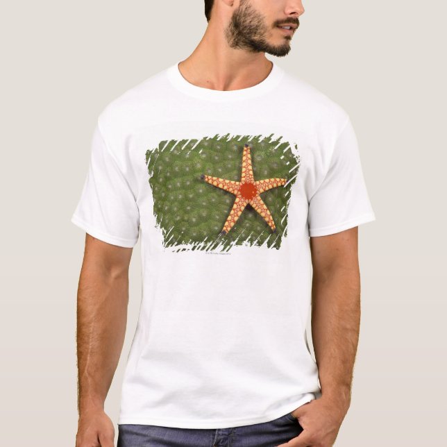 Seestern T-Shirt (Vorderseite)