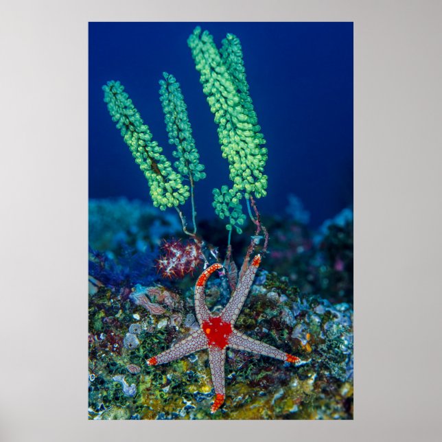 Seestern und Seescheide Poster (Vorne)