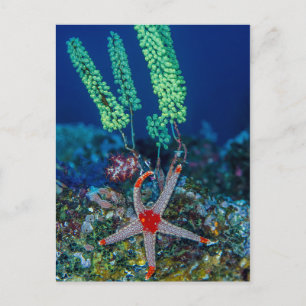 Seestern und Seescheide Postkarte