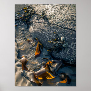 Seetang-Poster/Print Poster