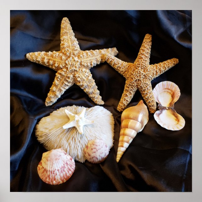Seeteufel Muscheln Meereswelt Strand noch Leben Fo Poster (Vorne)