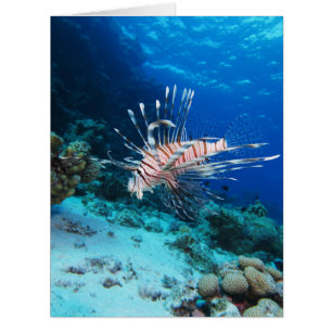 Seeteufel oder Seemeilen, Seefische der Ocean Reef