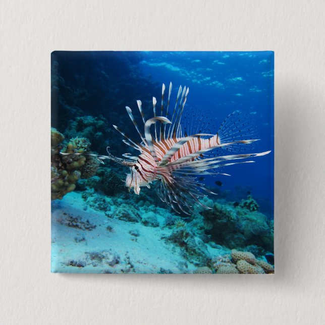 Seeteufel oder Seemeilen, Seefische der Ocean Reef Button (Vorderseite)