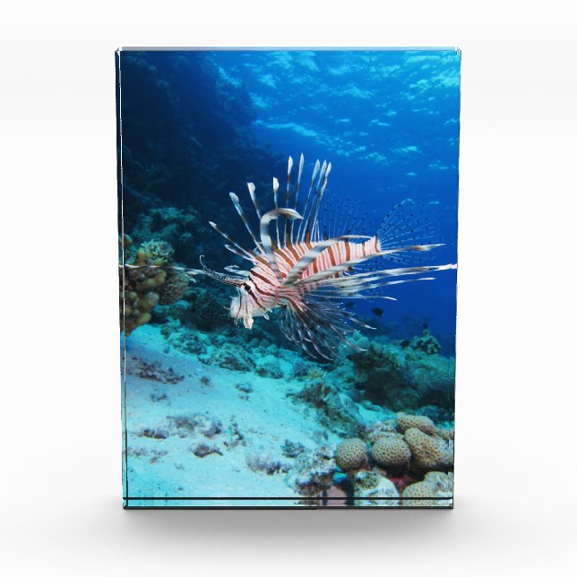Seeteufel oder Seemeilen, Seefische der Ocean Reef Fotoblock (Vorderseite)