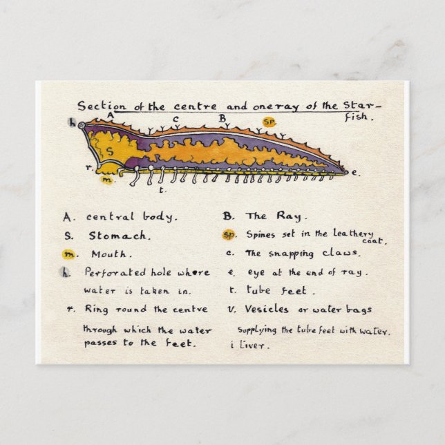 Seeteufel querschnitt postkarte (Vorderseite)