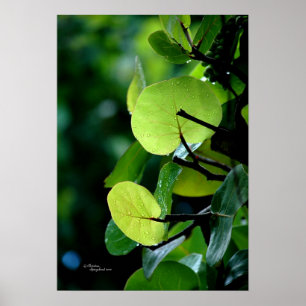 Seetraube verlässt Baum-Bush-Plakat Poster