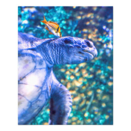 SEETURTLE MANICY FOTODRUCK