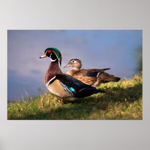 Seeufer, Holzente Poster