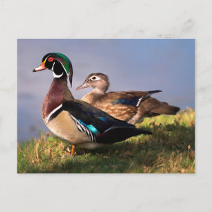 Seeufer, Holzente Postkarte