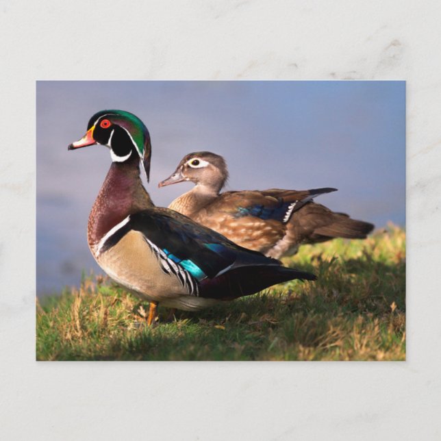 Seeufer, Holzente Postkarte (Vorderseite)