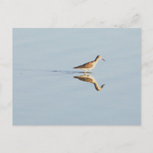 Seevogel-Reflexions-Foto-Postkarte Postkarte