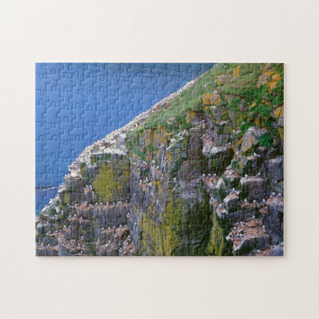 Seevogelkolonie auf felsiger Klippe (Horizontal)