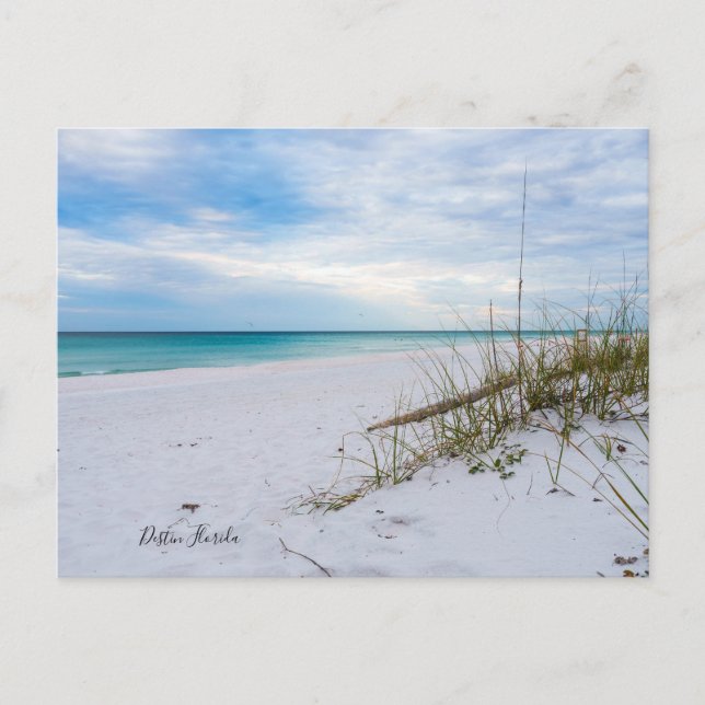 Seeziegen und weißer Sandstrand Morgens Postkarte (Vorderseite)