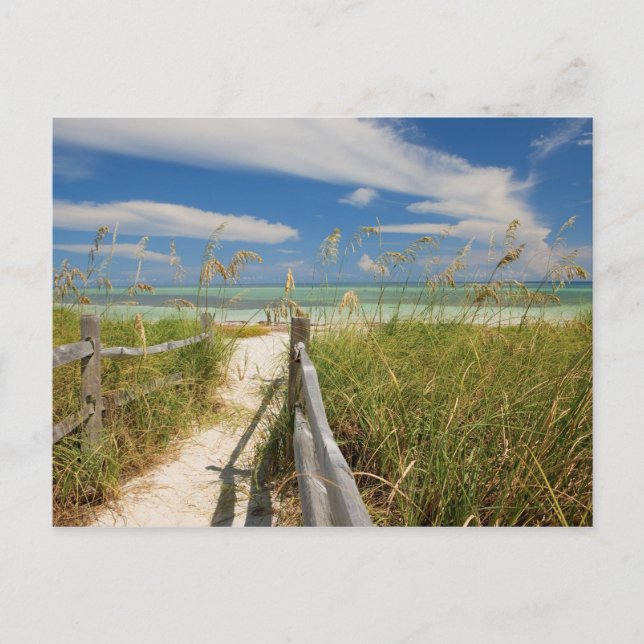 Seeziegen (Uniola paniculata), die am Strand angeb Postkarte (Vorderseite)