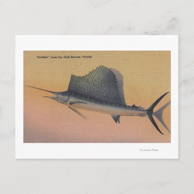 Segelfisch aus Golfstrom, Florida Postkarte (Vorderseite)