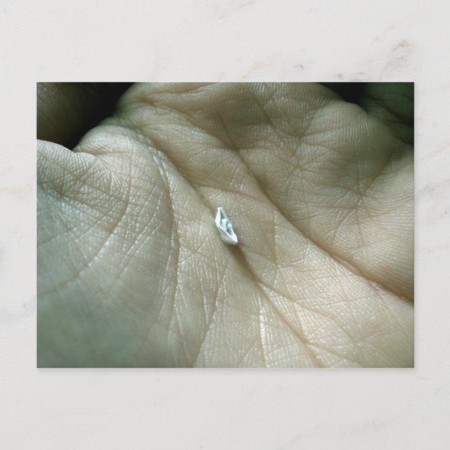 Segeln entlang der Lifeline Postkarte (Vorderseite)