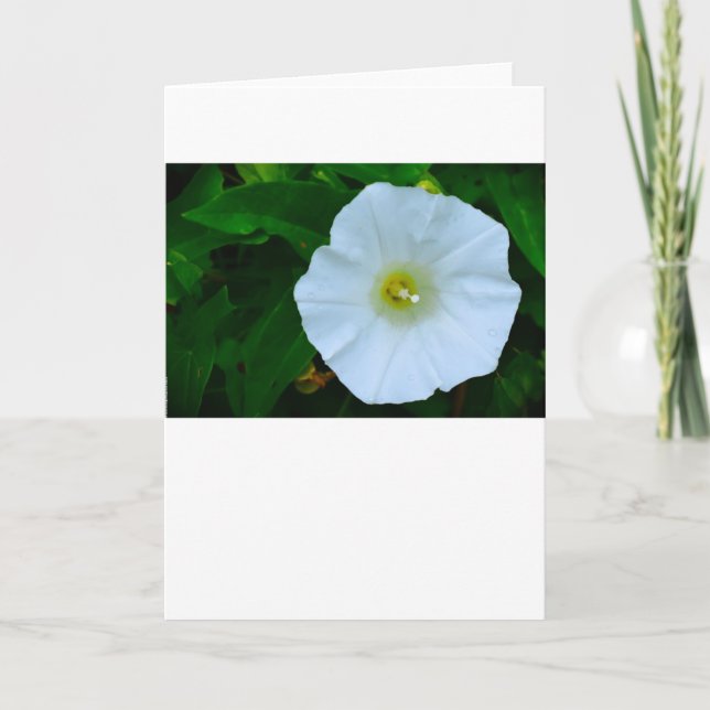 Segen der Natur, Karte (Vorderseite)