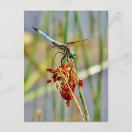 Seggegras und Libelle Postkarte