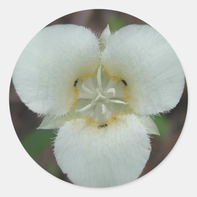 Sego Lily Aufkleber (Vorderseite)