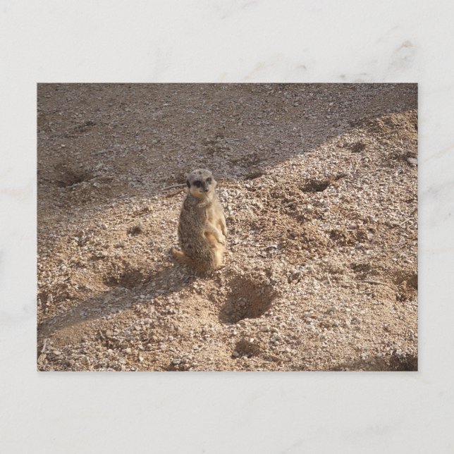 Sehen Sie das & denken Sie an Sie! Postkarte (Vorderseite)