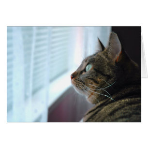 Sehen Sie die Kitty draußen nach