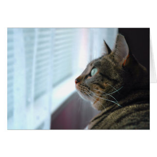 Sehen Sie die Kitty draußen nach