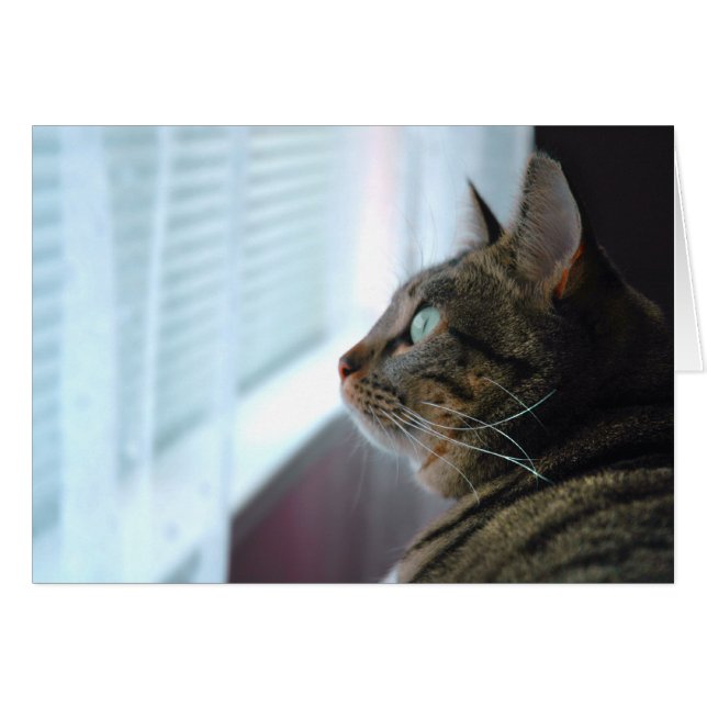 Sehen Sie die Kitty draußen nach (Vorderseite (Horizontal))