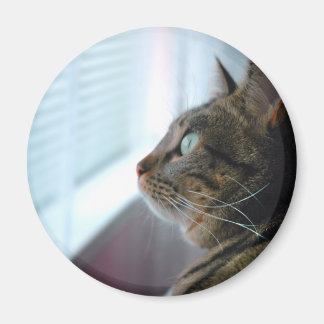 Sehen Sie die Kitty draußen nach Magnet