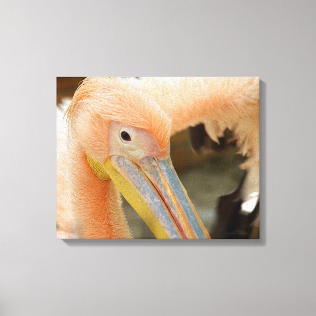 Sehen Sie Pelican Canvas drucken Leinwanddruck (Vorderseite)