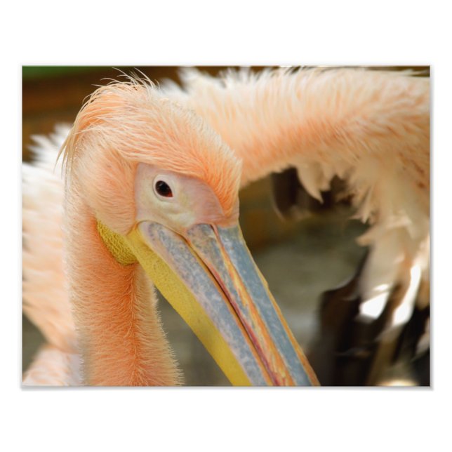 Sehen Sie Pelican Foto Print (Vorne)