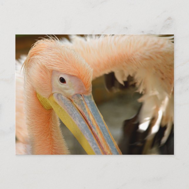Sehen Sie sich die Pelican Postcard an Postkarte (Vorderseite)