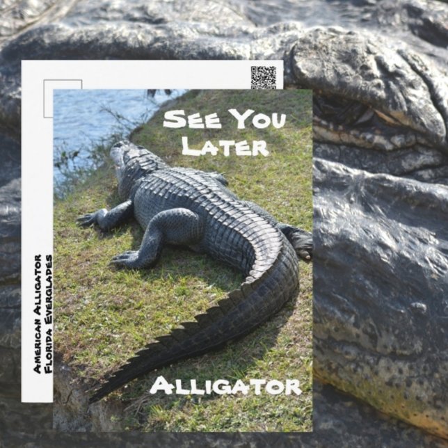 Sehen Sie sich Sie später Alligator Everglades Fot Postkarte (Von Creator hochgeladen)