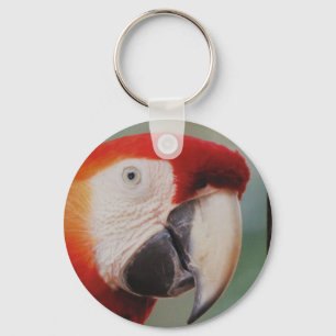 Sehr Cooler Parrot-Schlüsselanhänger Schlüsselanhänger