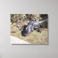 Sehr inhaltlicher Black Alligator der Everglades
