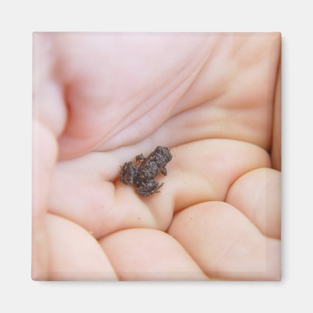 Sehr kleiner schwarzer Frosch über die Größe der F Magnet (Vorne)