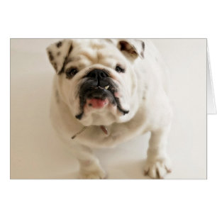 Sehr Niedlicher Bulldog