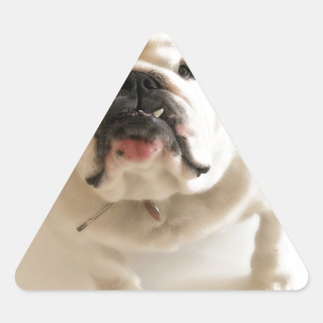 Sehr Niedlicher Bulldog Dreieckiger Aufkleber (Vorderseite)