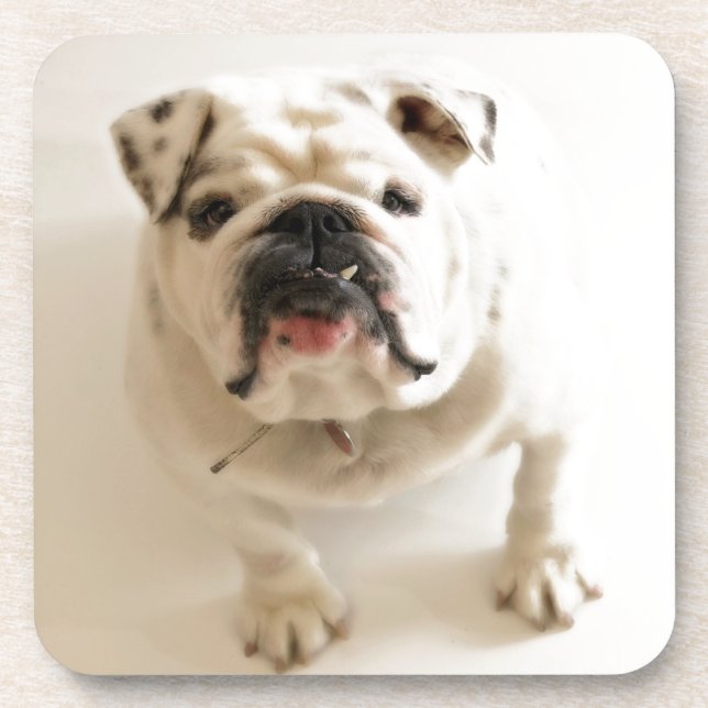 Sehr Niedlicher Bulldog Getränkeuntersetzer (Vorderseite)