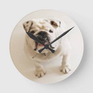Sehr Niedlicher Bulldog Runde Wanduhr
