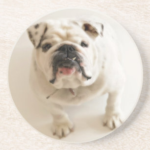 Sehr Niedlicher Bulldog Untersetzer