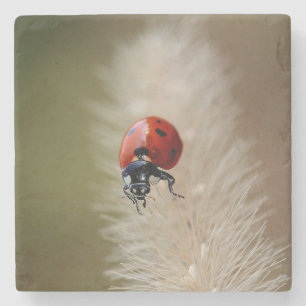 Sehr Niedlicher Lady Bug auf einer Blume Steinuntersetzer