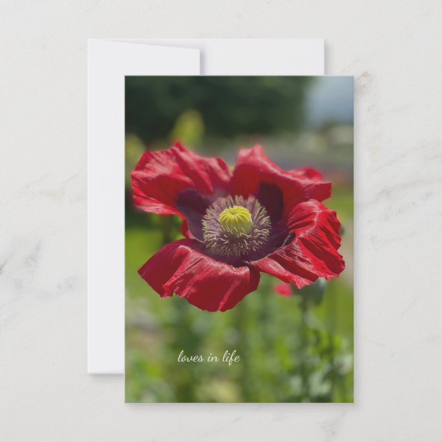 Sehr offenes rotes Mohn Mitteilungskarte (Vorderseite)