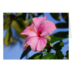 Sehr rosa Hibiskus-Karte