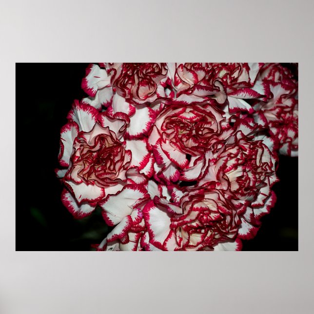 Sehr schöne, farbige Nelke nah Poster (Vorne)