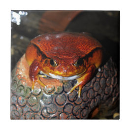 Sehr schöner Tomatenfrosch. Frosch mit ungewöhnlic Fliese