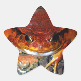 Sehr schöner Tomatenfrosch. Frosch mit ungewöhnlic Stern-Aufkleber
